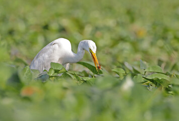 Cattle Egret with a Kill.cattle egret is a cosmopolitan species of heron found in the tropics, subtropics, and warm-temperate zones.