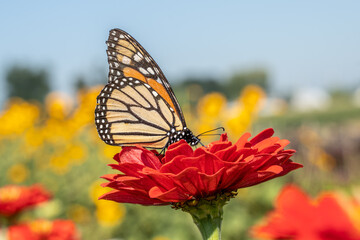 Monarch Butterfly on Orange Zinnia