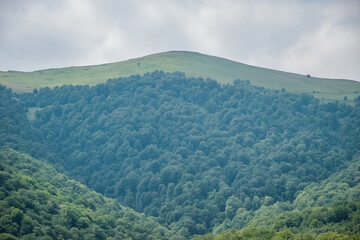 Obraz premium forest landscape with cloudy sky