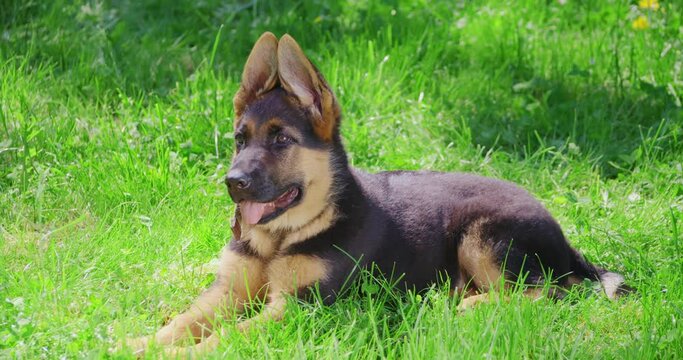 Beautiful purebred puppy wearing collar lying on fresh grass at summer park. Active walk of german shepherd dog during warm sunny days. 