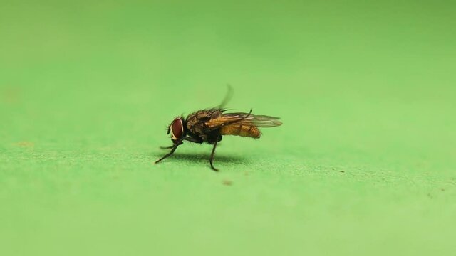 Housefly cleaning itself on a green background
Closeup of a house fly isolated.
insects. insect. parasites, parasite, Musca domestica, Parasitology, entomology, bugs, bug.
wildlife, wild nature