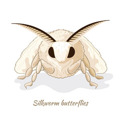 Silkworm butterfly. Close-up portrait. Vector isolated on a white background.