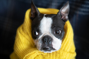 Autumn portrait of a Boston Terrier dog wrapped at home in a warm cozy yellow sweater. The concept of comfort and warmth.