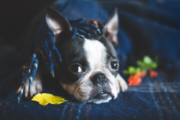 Autumn portrait of a sleepy Boston Terrier dog, wrapped at home in a warm cozy blanket. The concept of comfort and warmth. Fall relax