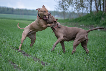 Two ferocious American pit bulls are fighting on the field.