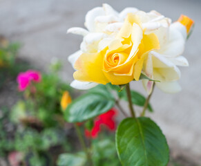 A yellow rose growing in the garden with selective focus, shallow depth of field and bokeh