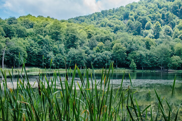 green beautiful landscape with lake