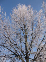 Verschneite Baumkrone vor blauem Himmel