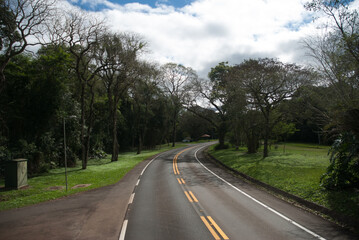 Fototapeta premium road in the forest with trees