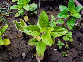 Tulsi plants in a garden