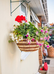 Fototapeta na wymiar Hanging basket of bright and vivid flowers hanging on the exterior of a small bungalow