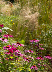Stunning pink echinacea flowers, also known as cone flowers or rudbeckia. The perennial flowers were photographed in mid summer in a garden in Surrey UK.  The plants have medicinal properties.
