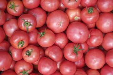 harvest of pink tomatoes. food background or texture