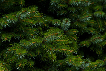 Fir tree branch close up