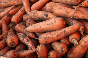 carrot harvest. background or food texture