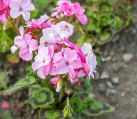 Bright pink geranium growing in a garden with close and selective focus, bokeh and shallow depth of field