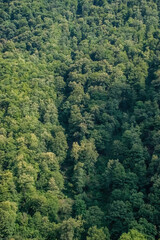 green forest in the mountains