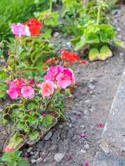 Bright pink geranium growing in a garden with close and selective focus, bokeh and shallow depth of field