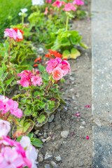 Bright pink geranium growing in a garden with close and selective focus, bokeh and shallow depth of field