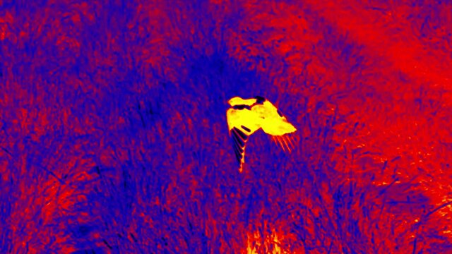 Summer meadows with flowering grasses and a flying bird of paradise in the bright sun. Analog of thermal image. Super slow motion 1000 fps.