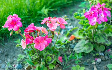 Bright pink geranium growing in a garden with close and selective focus, bokeh and shallow depth of field