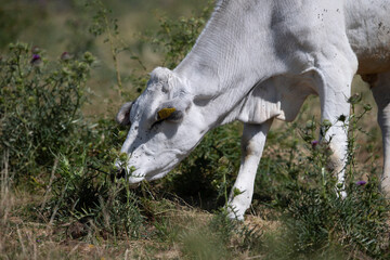 Toro Bovino