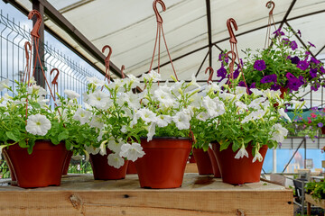 Hanging flower pot with beautiful white petunias