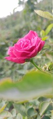 pink rose