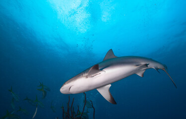Obraz na płótnie Canvas Big shark in blue sea water.