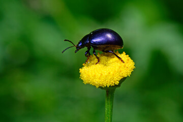 Blue mint beetle // Blauer Minzen-Blattkäfer, Himmelblauer Blattkäfer (Chrysolina coerulans)