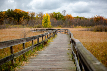 A wooden walking bridge cuts through tall grass in autumn with fall color changing trees in the background_02