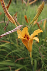 Orange lily in the garden