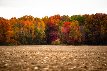 Beautiful autumn red, yellow and green fall colored trees at the edge of a harvest corn field_07 - obrazy, fototapety, plakaty