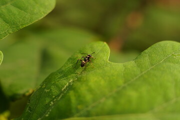 Lonely black ant (Lasius Niger) on a oak leaf (Quercus) in sunset light