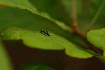 Lonely black ant (Lasius Niger) on a oak leaf (Quercus) in sunset light