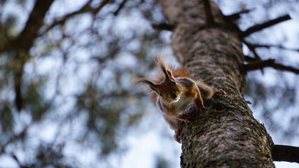 Eurasian Red Squirrel (Sciurus vulgaris) hanging upside down in a tree. Animal in a natural habitat