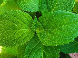 Background of green mint leaves close up