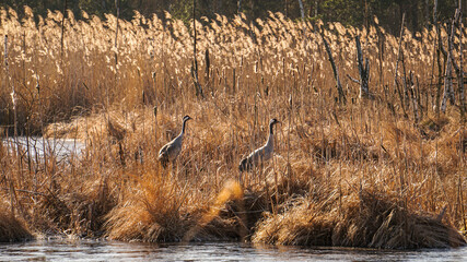 Common crane (Grus grus) feeding in the grass near the lake. Meeting of two big birds. Mating season