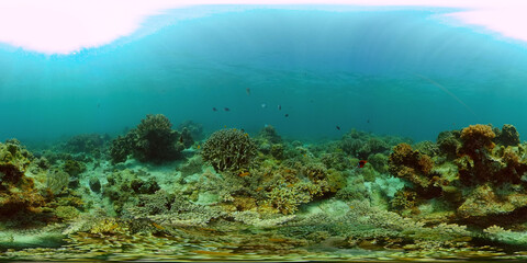 Naklejka na ściany i meble Tropical Fishes on Coral Reef, underwater scene. Colourful tropical coral reef. Scene reef. Philippines. 360 panorama VR