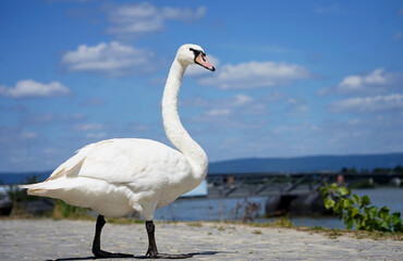 Close up of a white swan 