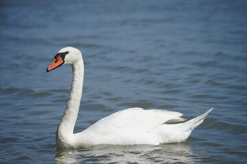 Close up of a white swan 