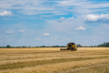 Obraz premium Process of gathering ripe crop from the fields. Special technic in field. Modern machinery in gold wheat. Cereal or wheat gathering. Heavy machinery