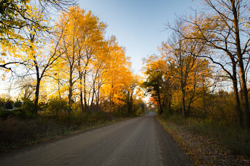 Light bursting through yellow fall colored autumn trees in a beautiful countryside forrest_11