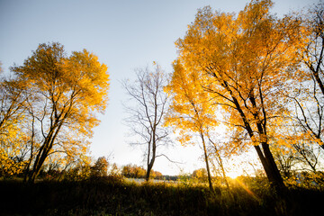 Light bursting through yellow fall colored autumn trees in a beautiful countryside forrest_09
