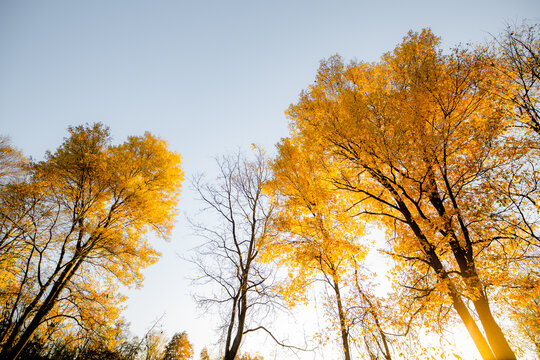 Light bursting through yellow fall colored autumn trees in a beautiful countryside forrest_10
