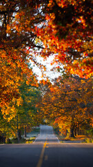 Naklejka premium A countryside road running through a thick forest of autumn fall colored trees in the midwest_08