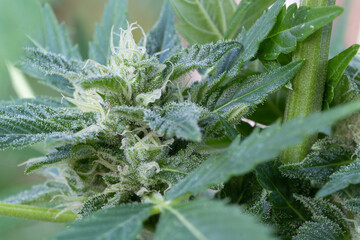 close up of a growing weedplant at the end of the grow phase