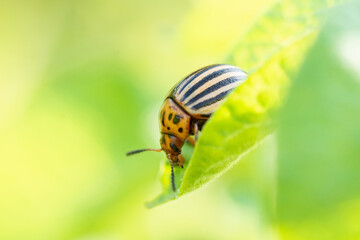 Leptinotarsa decemlineata, potato beetle on potato plants, insect