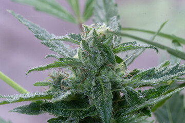close up of a growing weedplant at the end of the grow phase
