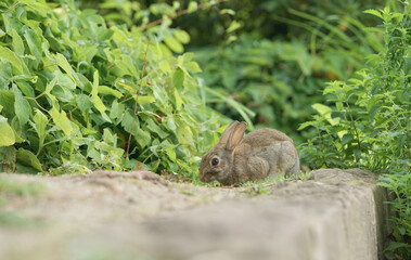 Close-up of a wild rabbit